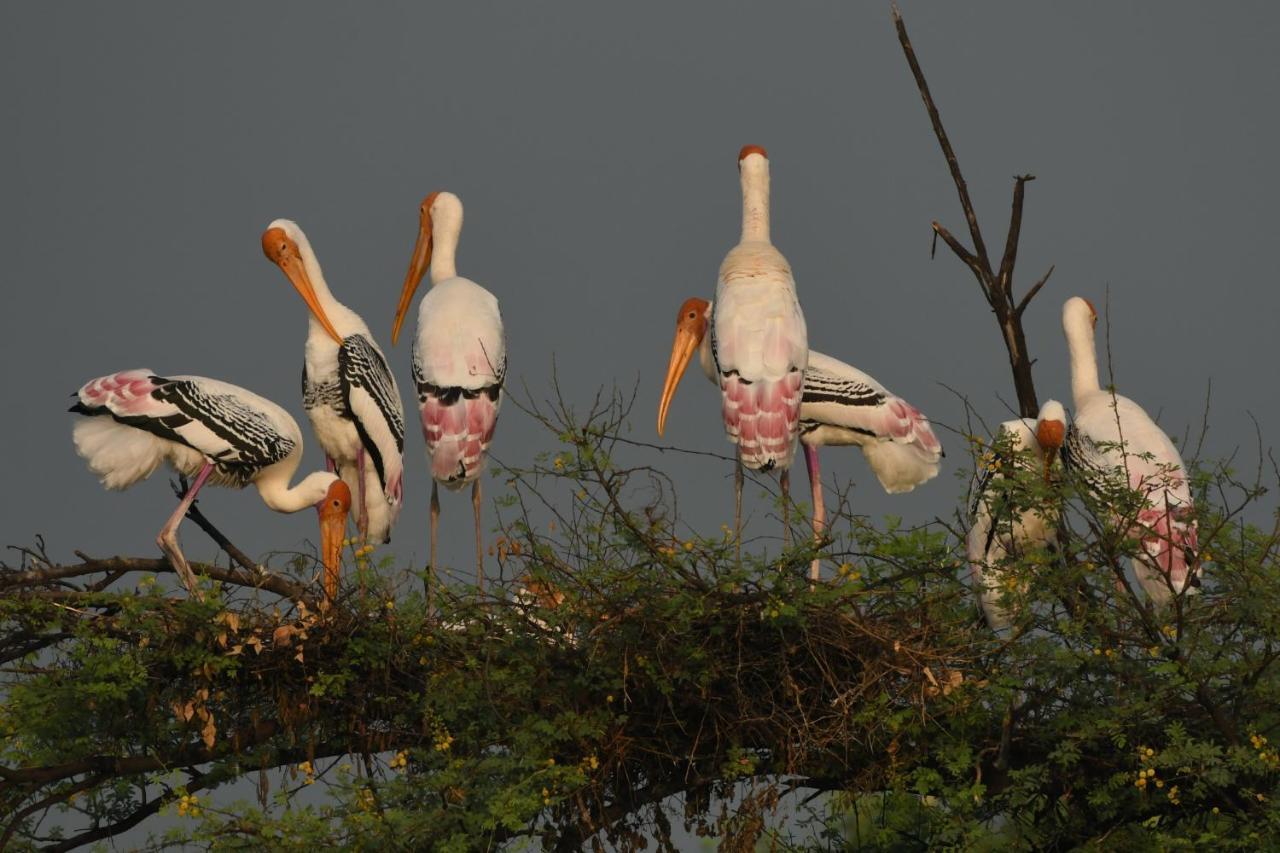 The Birder'S Inn Bharatpur Bagian luar foto