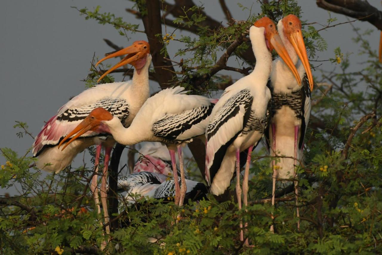 The Birder'S Inn Bharatpur Bagian luar foto